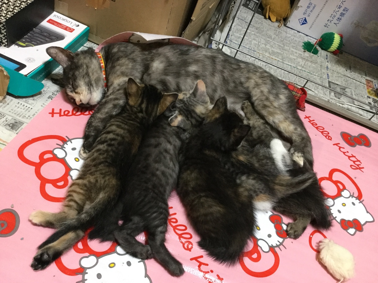 ペットの里親募集のコツをアドバイスします 初めて猫の里親募集をする方に、必ず役に立つハウツーを伝授! イメージ3