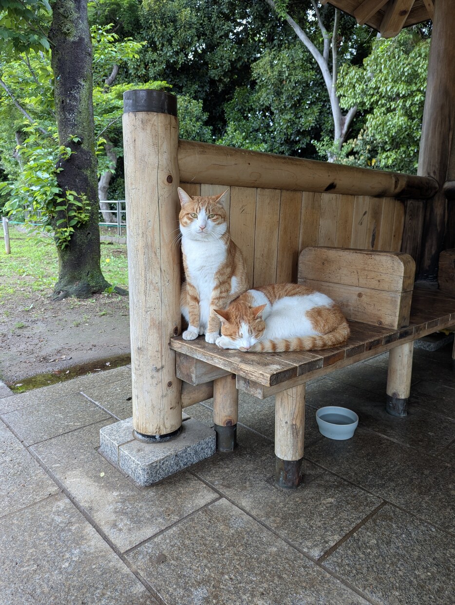 この恋どうなるにゃ？にゃんこ写真を添えて占います 気になる恋の未来を猫と一緒にタロットで占います イメージ4