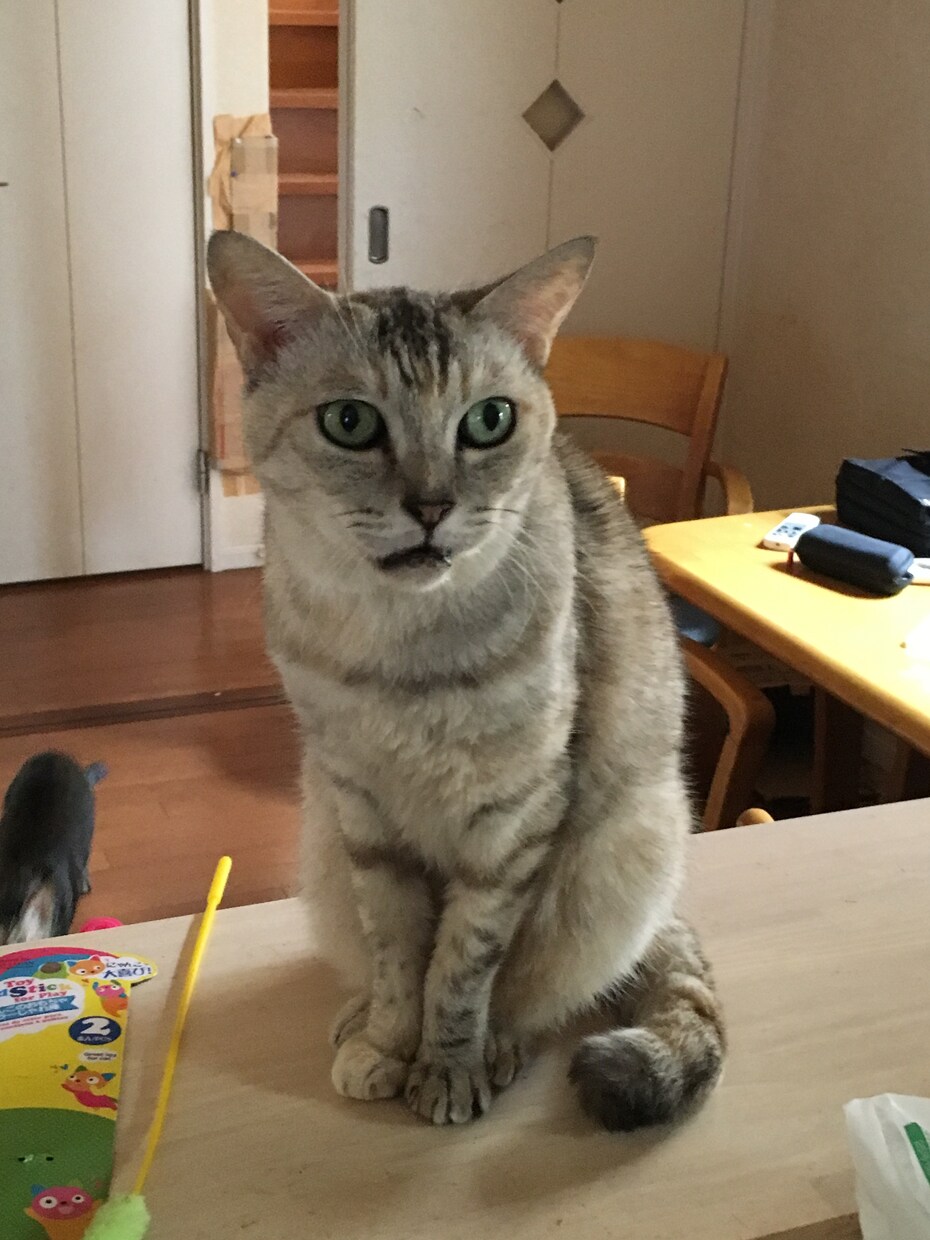 あなたの夢聞きます 誰にも話せないはなしを聞きます イメージ1