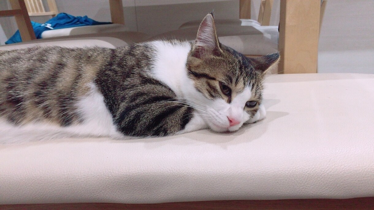 家で飼っている猫の話を聞きます 猫が大好きな人、猫ちゃんと快適に暮らしたい人 イメージ1