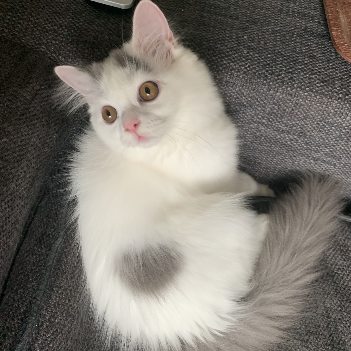 子猫(生後5ヶ月まで)の飼育質問にお答えします 「これって他の人はどうしてるんだろう、、？」の疑問に答えます イメージ5