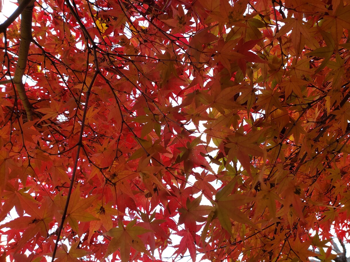 あなたの好きな事、得意な事教えて頂きます 【再開しました！】誰かに伝えたいそんなお話ししてください。 イメージ1