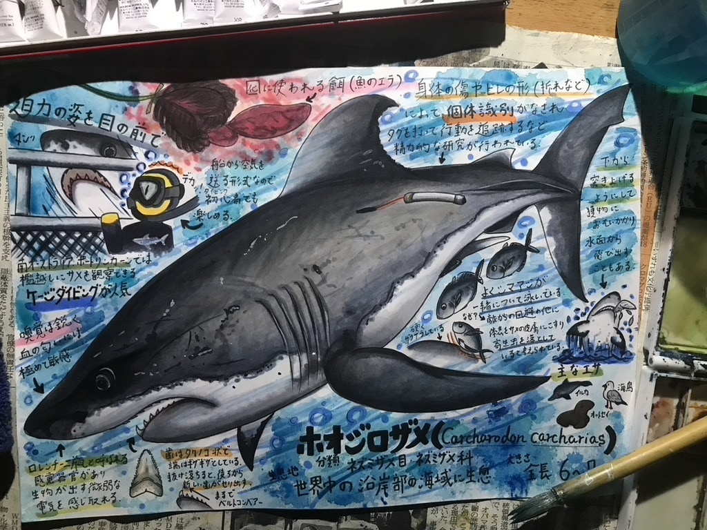海洋生物のイラスト描きます 小さな魚から大きなクジラまで、種類色々お任せください！ イメージ2