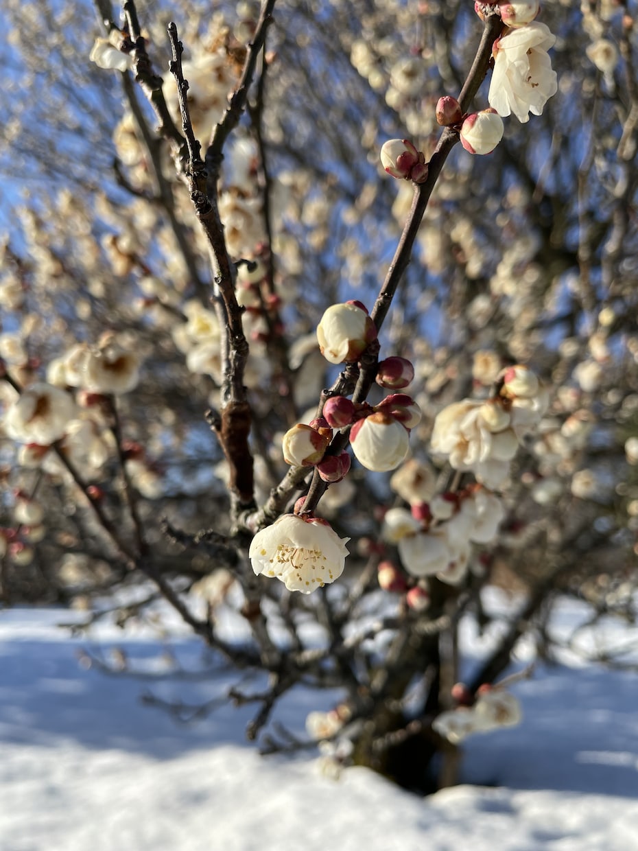 一眼レフカメラ、iPhoneで植物写真を撮影します 桜や木の葉等、季節に合わせた写真やご要望のお写真を撮影します イメージ2