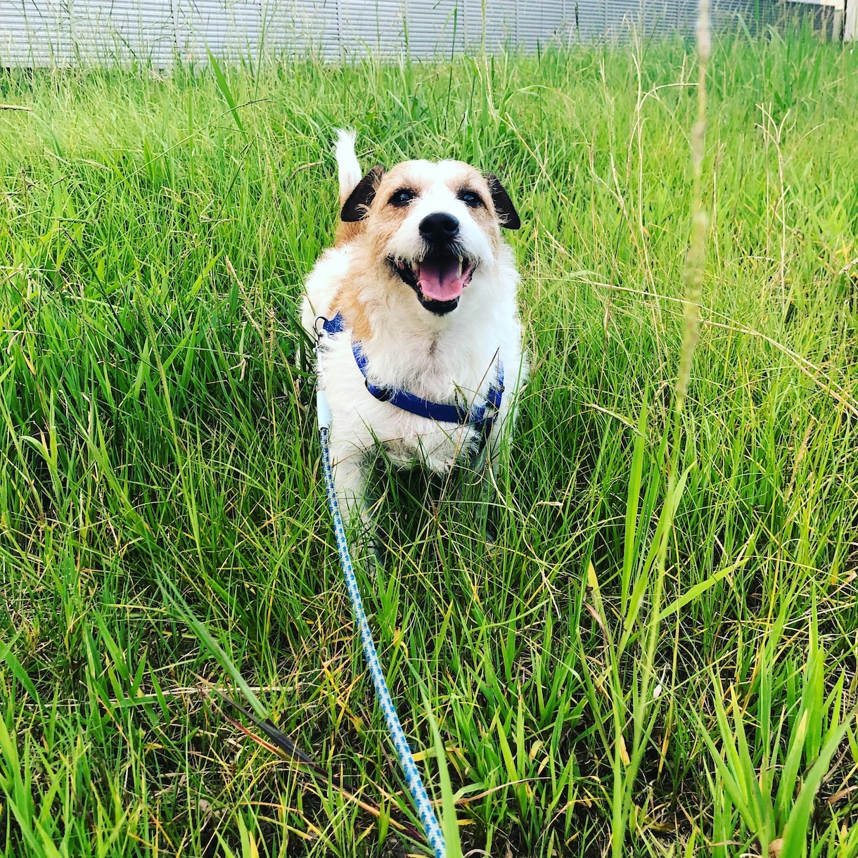 愛犬の悩み聞きます ！わんちゃんを飼いはじめたばかりの方、飼っている方へ^ ^ イメージ1