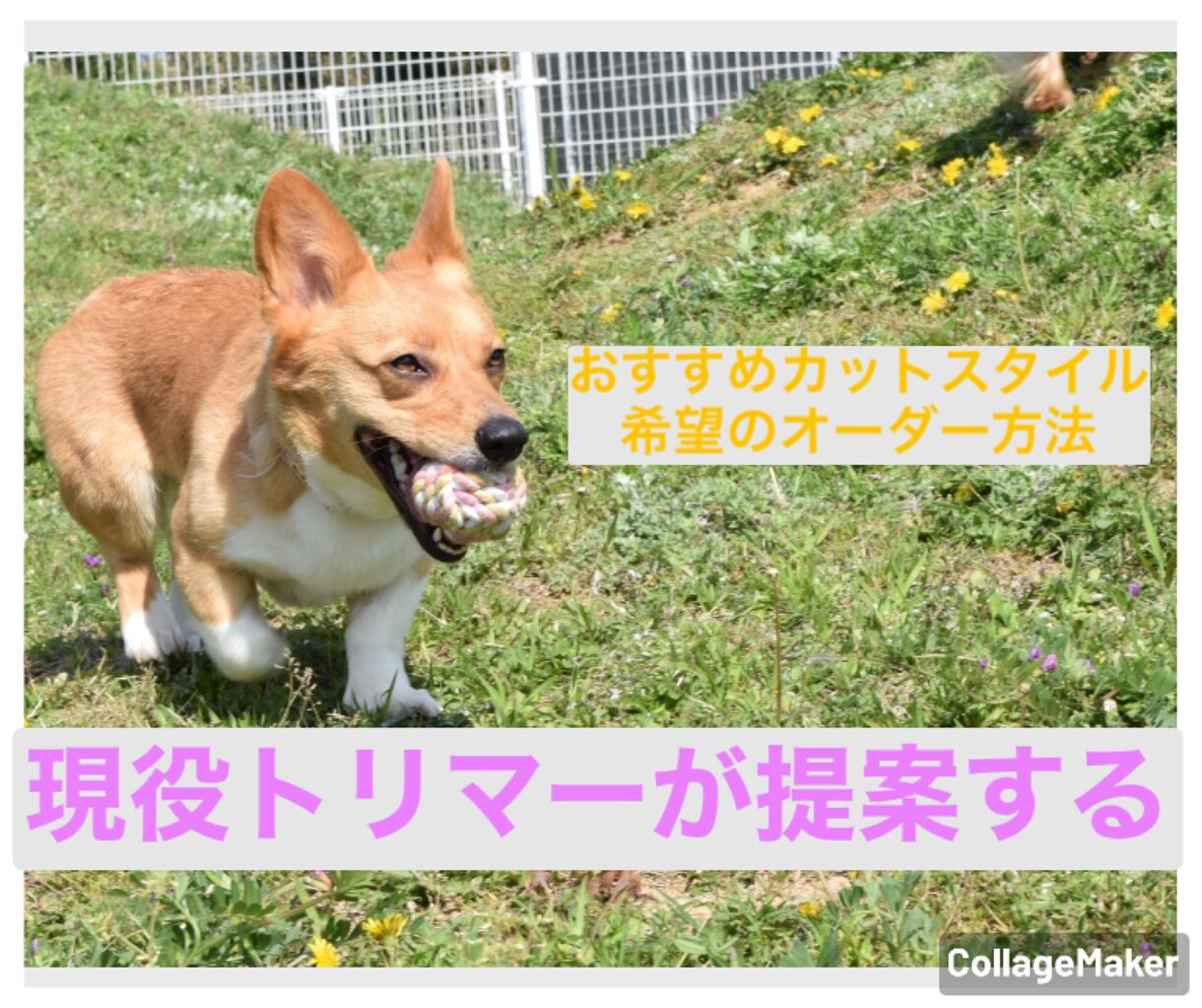 ワンちゃんにオススメのカットスタイル提案します 骨格や毛質に合ったカットスタイル、オーダーの仕方提案します イメージ1