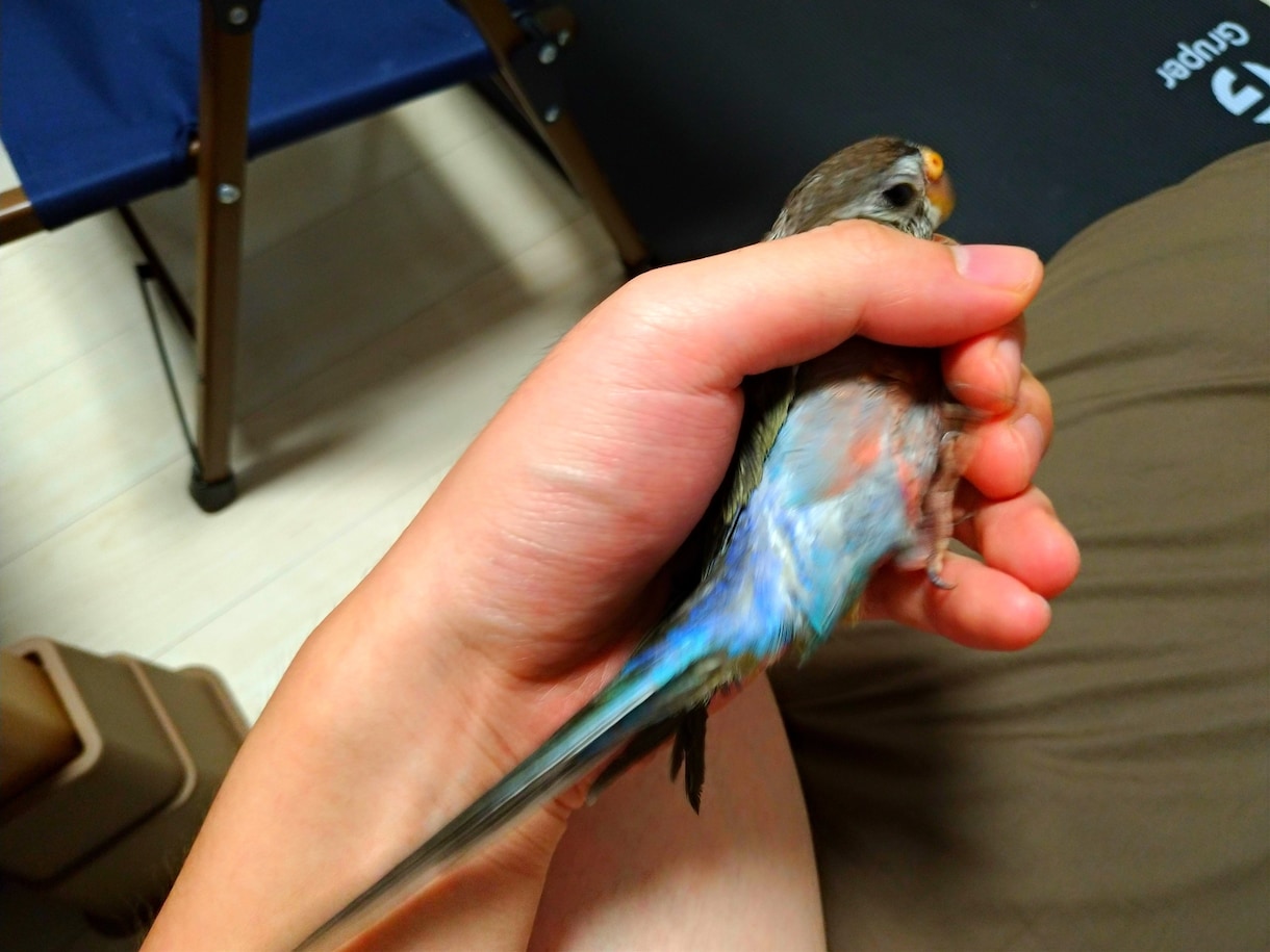 アキクサインコのブリーダーを紹介します インコ飼育経験がある方推奨!! イメージ3