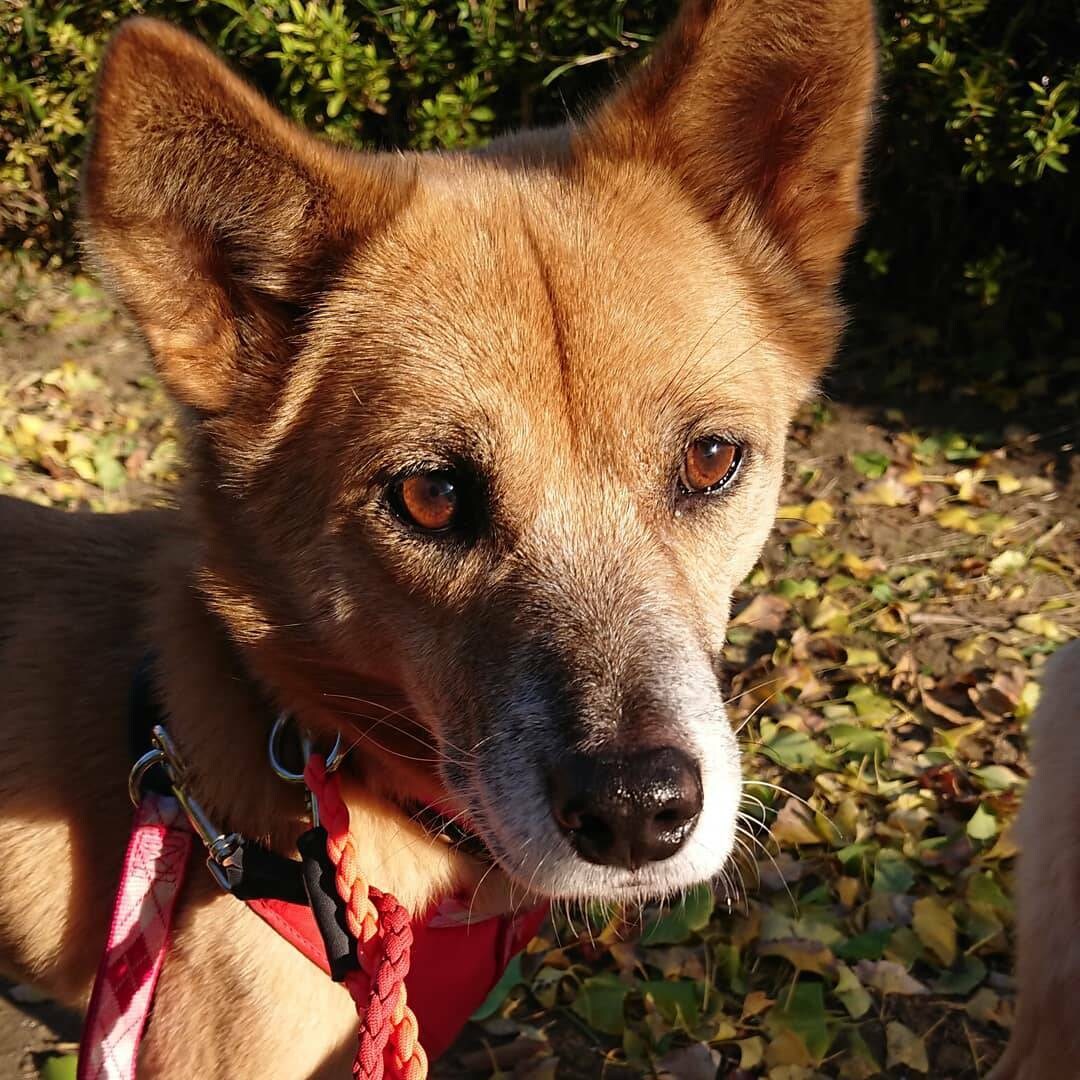 犬についての相談をお受けします しつけだけじゃなく、なんでも相談お受けします イメージ2
