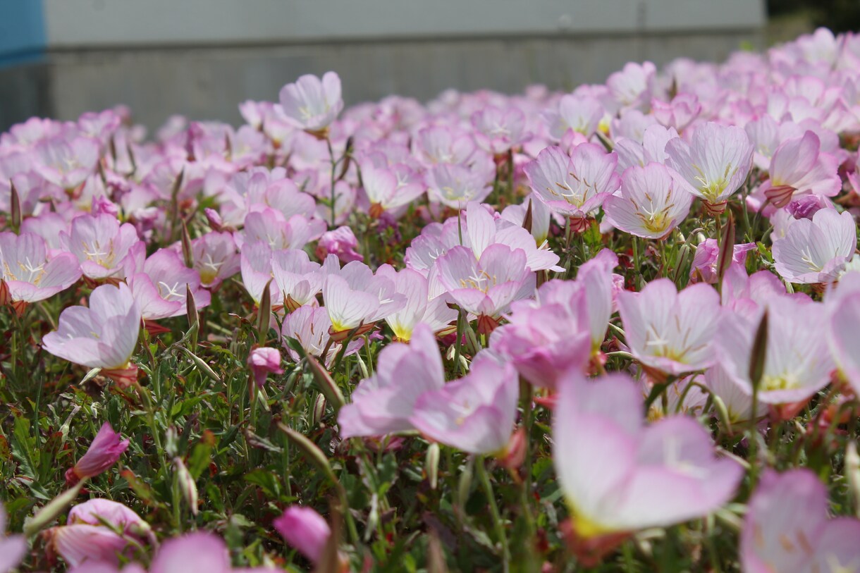 花、夕日、動物などの風景写真等を販売たいします 癒しが必要な方！素敵な写真をご提供します！ イメージ2
