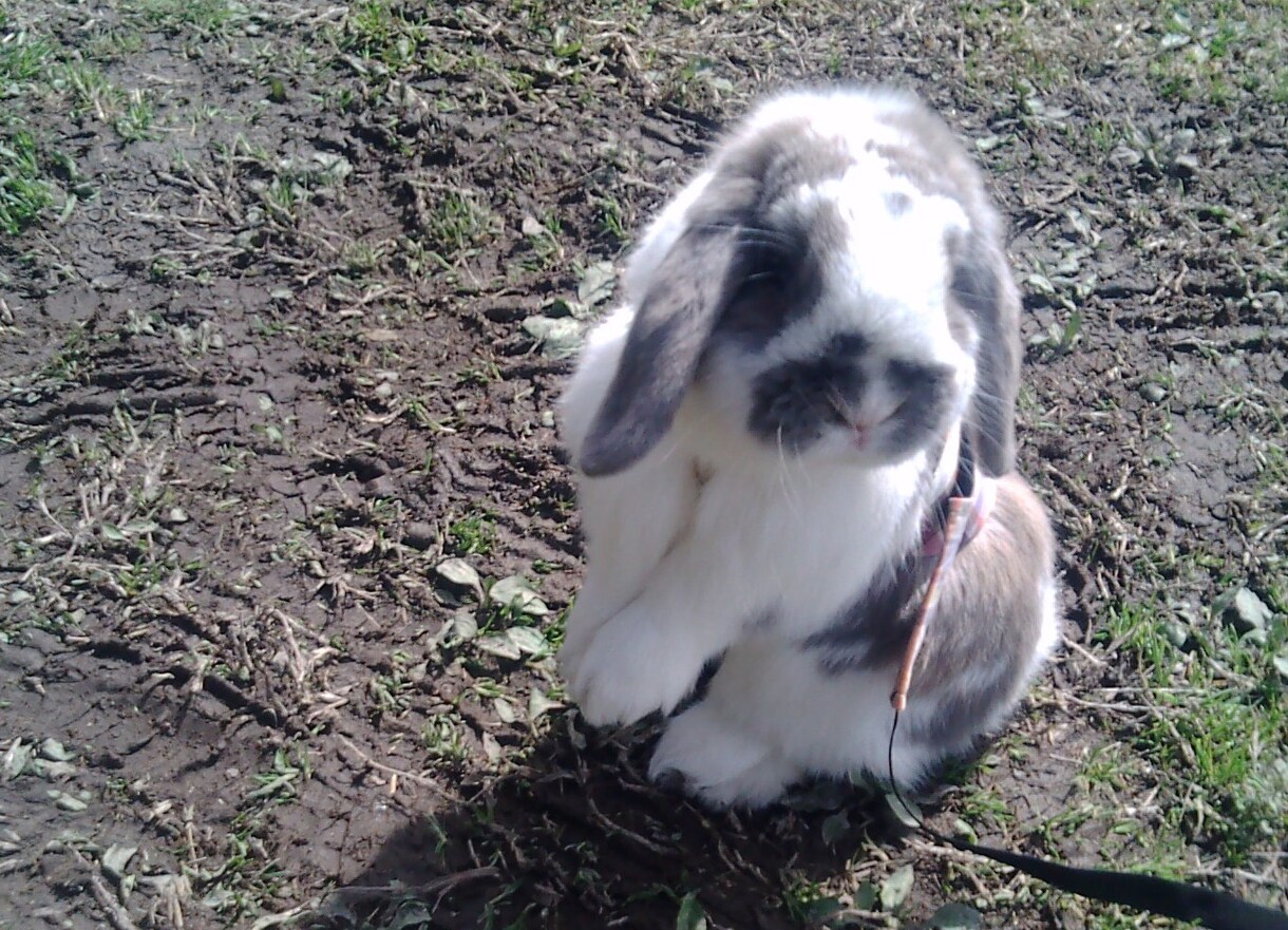 ひとり暮らしでうさぎを飼っている私が飼い方をアドバイスします！ イメージ1