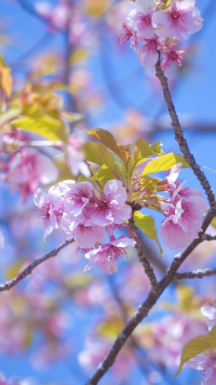 季節にあった写真 撮っていきます 100分の1しか撮れない写真を撮る イメージ1