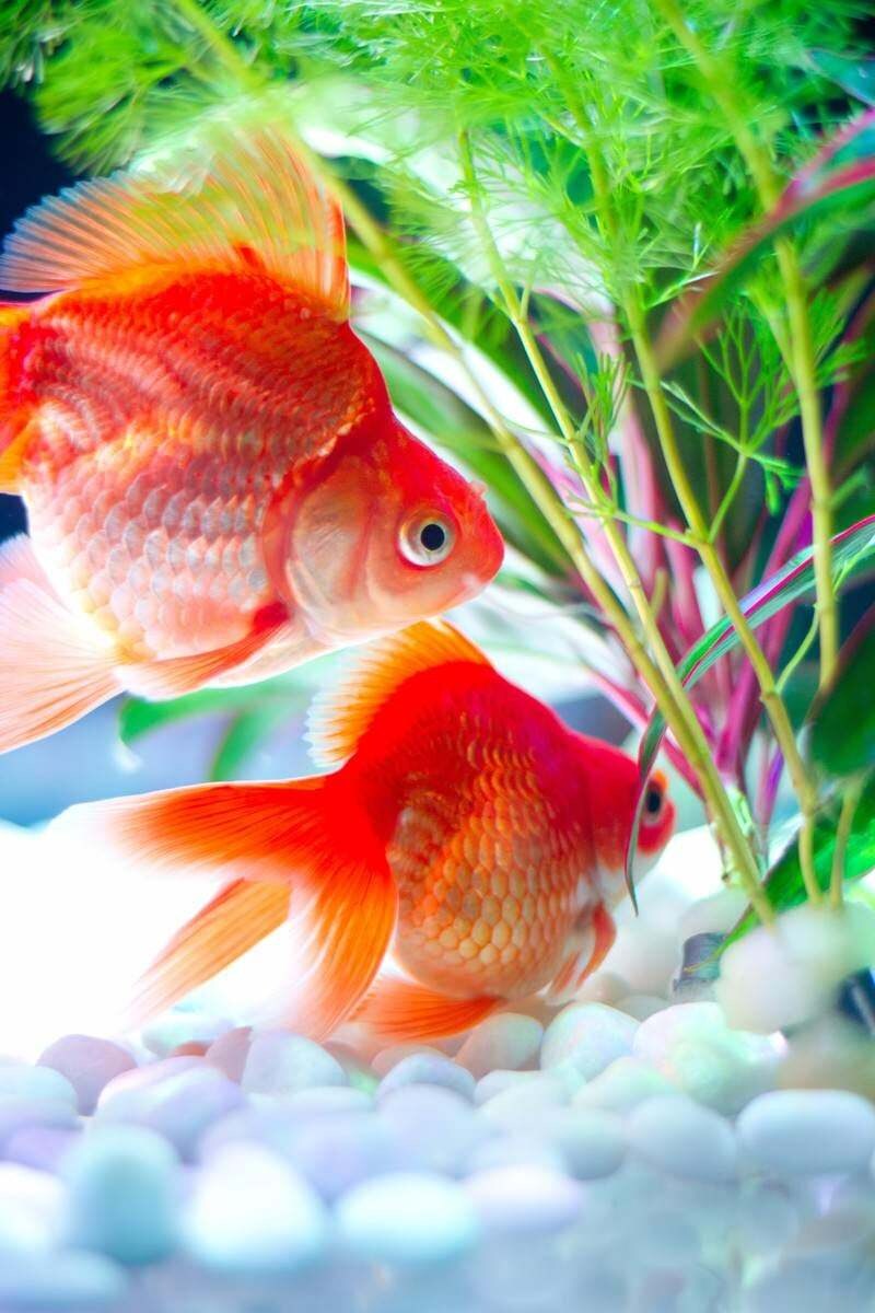 金魚の育て方、メンテナンス方法など教えます 初心者向け　金魚の育て方　メンテナンス方法など教えます イメージ1