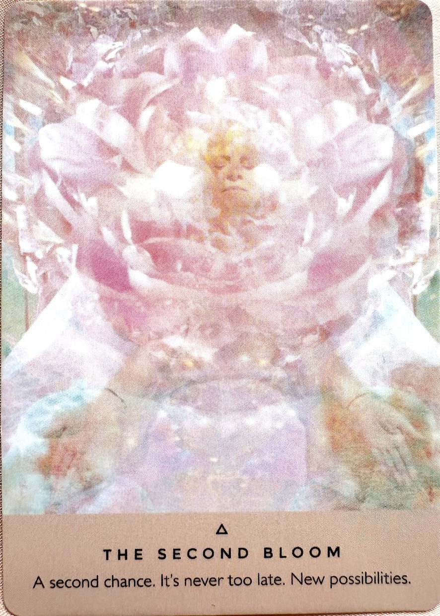 貴女の女性性を呼び覚まします 古代から続く薔薇の叡智があなたに語りかける イメージ5