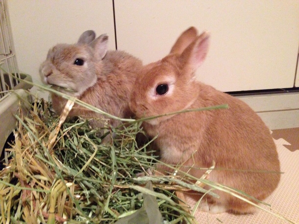 うさぎさんの飼い方アドバイスします うさぎ専門シッターがあなたの大切なうさぎさんのお悩み解決！ イメージ2