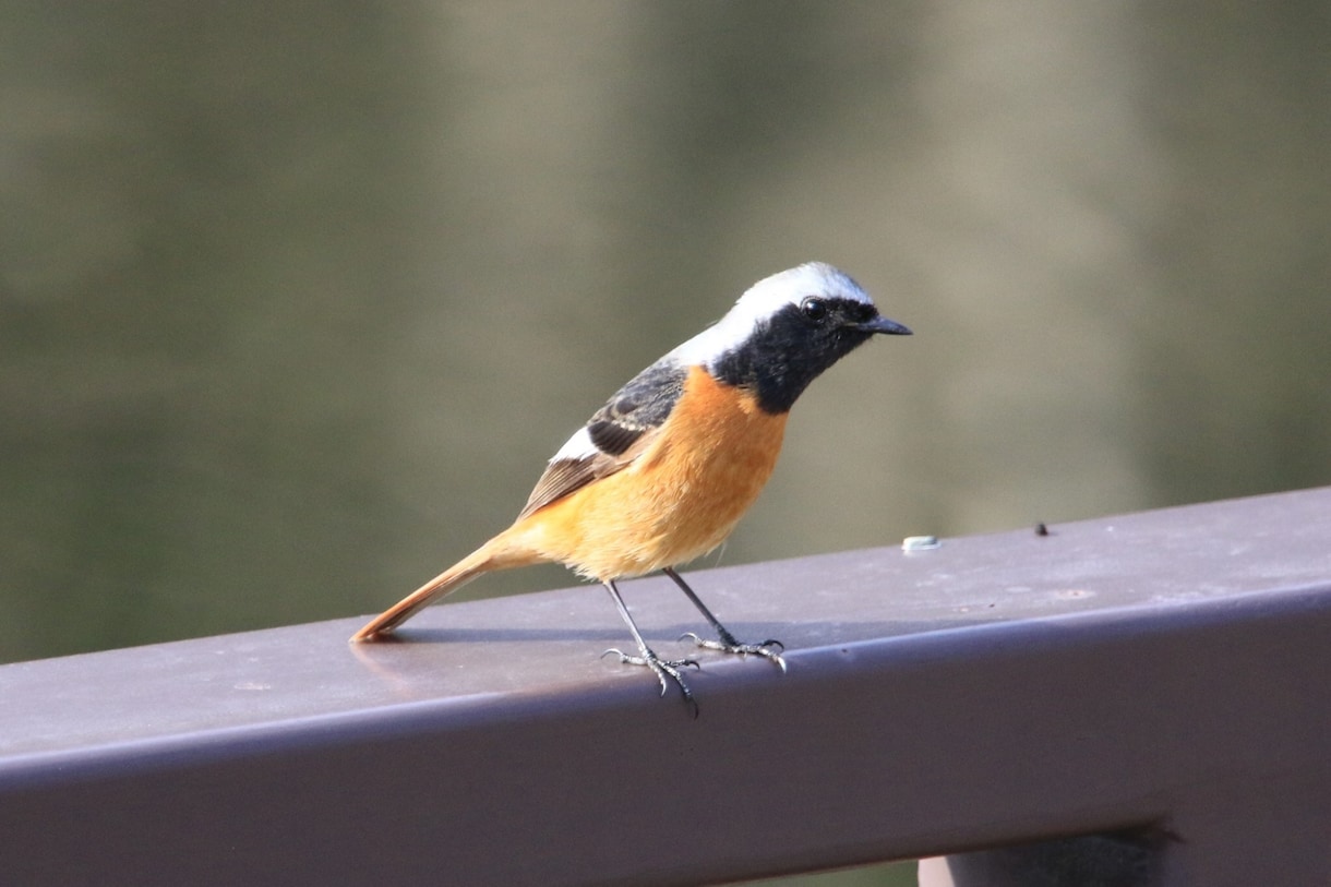 あなたの代わりに野鳥の写真撮ります 野鳥の写真が好きだけど自分で撮れないという方にオススメ！ イメージ2