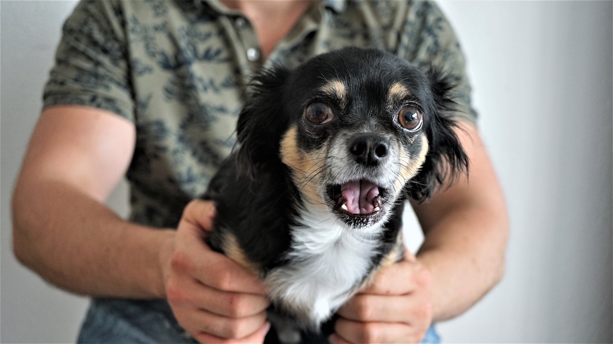 ブログで使える犬のフリー画像50枚を集めます 様々なシチュエーションに対応!!可笑しい!可愛い!!犬の画像 イメージ3