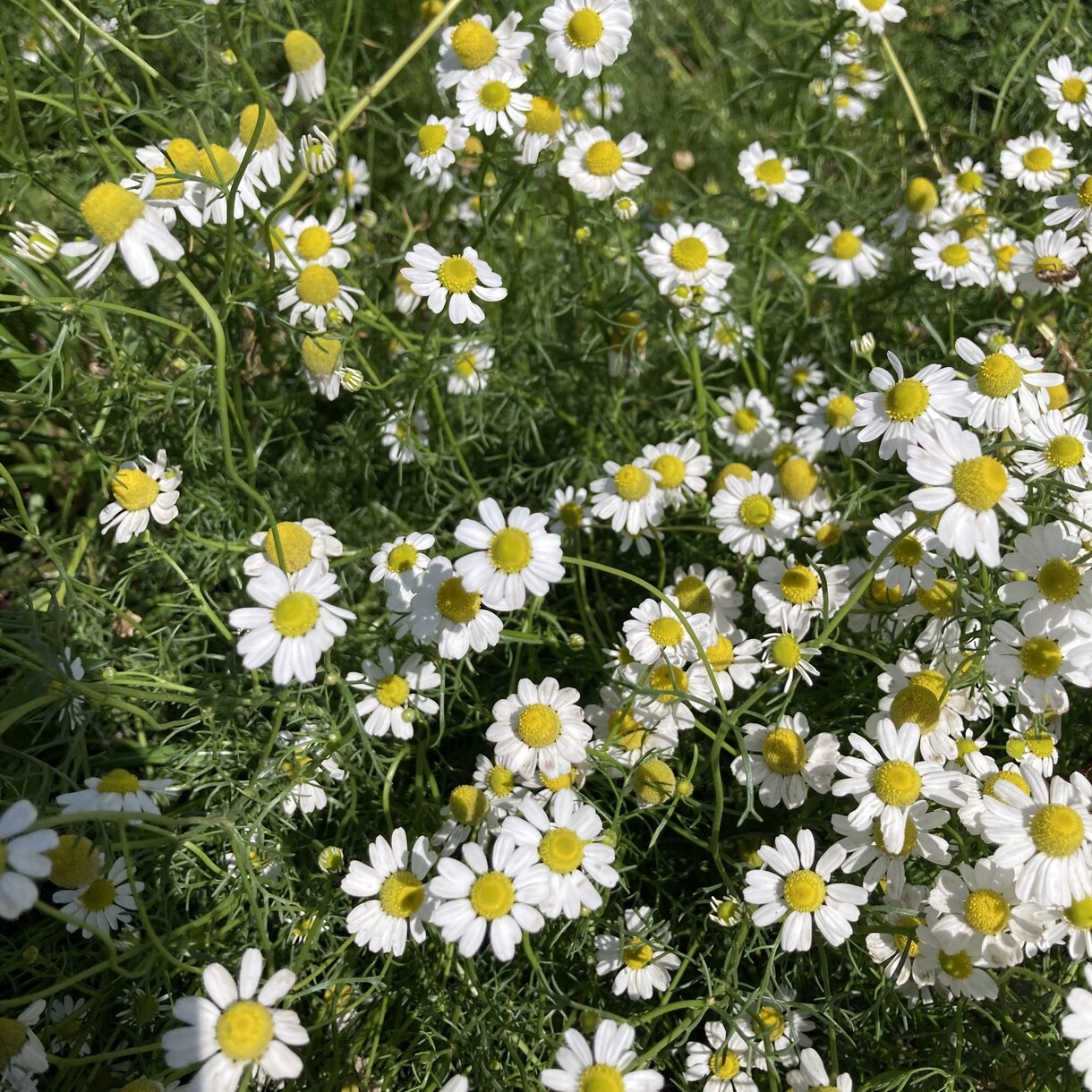 自然が好きな方々に空模様、植物の写真を提供します リラックスしたいときに見るキレイな景色の写真 イメージ10