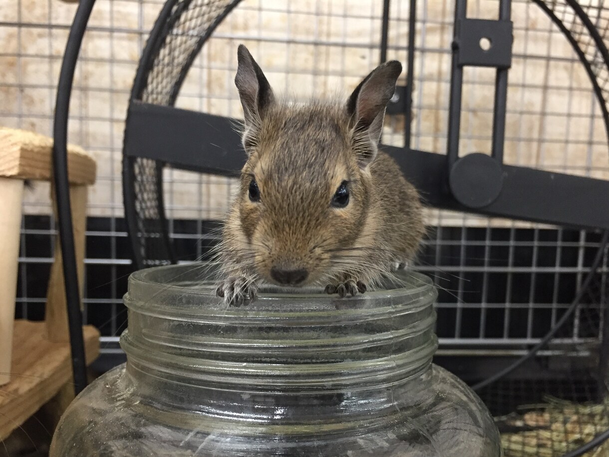 ペットについて「分からない事」アドバイスします 動物について分からない事、知りたい事がある方へ イメージ1