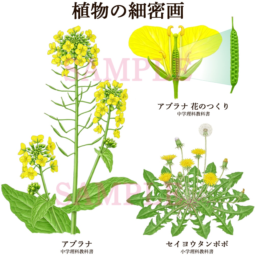 図鑑・教科書・教材のリアルなイラストを描きます 学術対応可能、教材・論文・専門書向けの正確な図版を提供します イメージ1