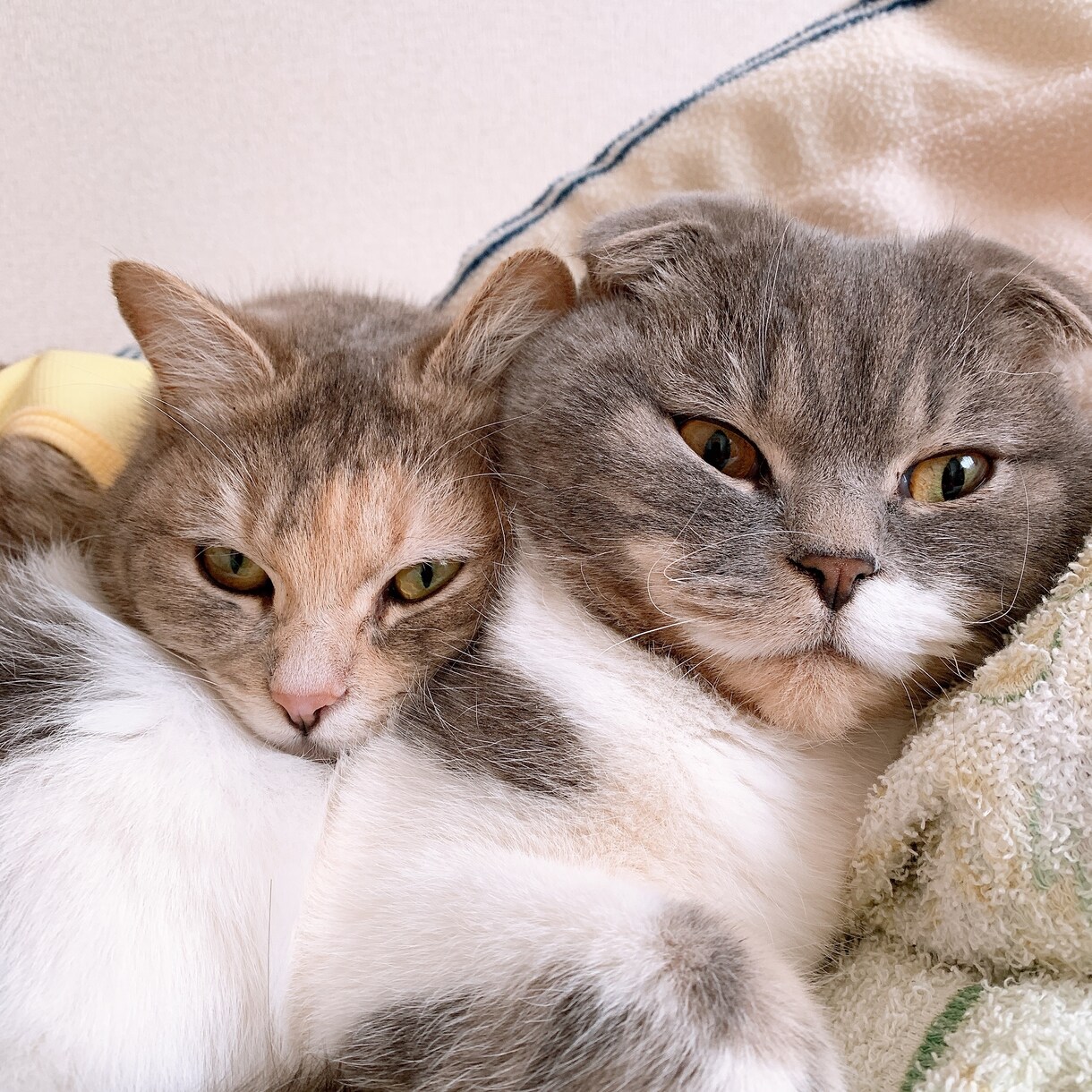 ペットの悩み解消します 動物看護師が教えるペットのお世話方法！ イメージ4