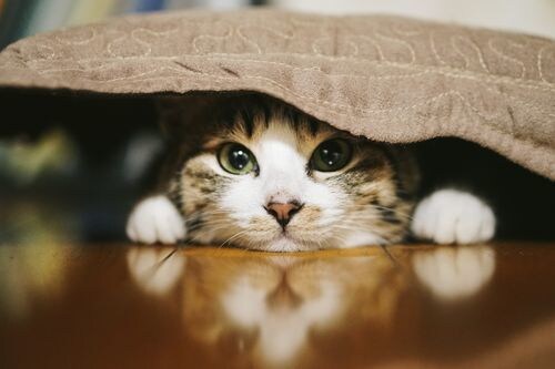 夜10時～不安な気持ちを受け止めます 誰にも言えない話、些細な話でも何でも。 イメージ1