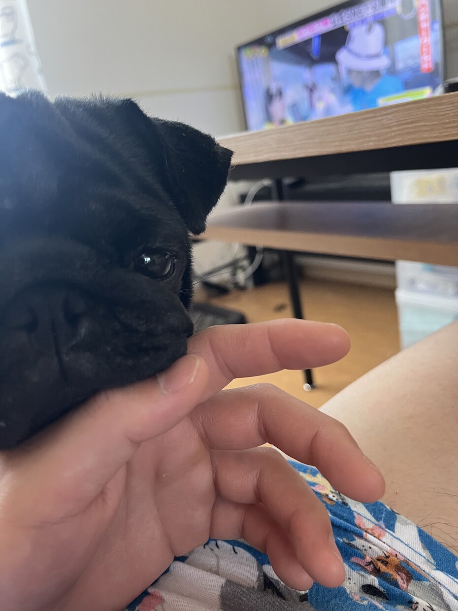 業務のプロが犬猫に関する相談全般承ります 交配から亡くなるまでの全てのライフステージにおける相談！ イメージ3