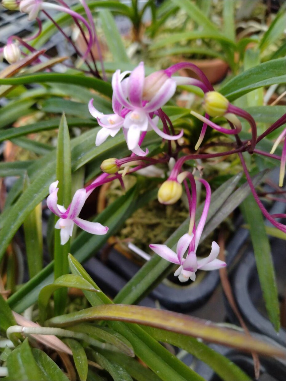 セッコク・風蘭のお悩み解決のお手伝いいたします 植物がもっと好きになる、育てるワクワクもお届けします イメージ1