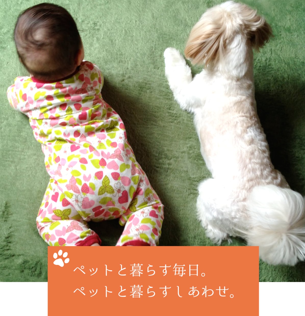 亡くなったペット、動物に繋がりメッセージ伝えます ペットも大切な家族です。あなたに伝えたいことが分かります イメージ2