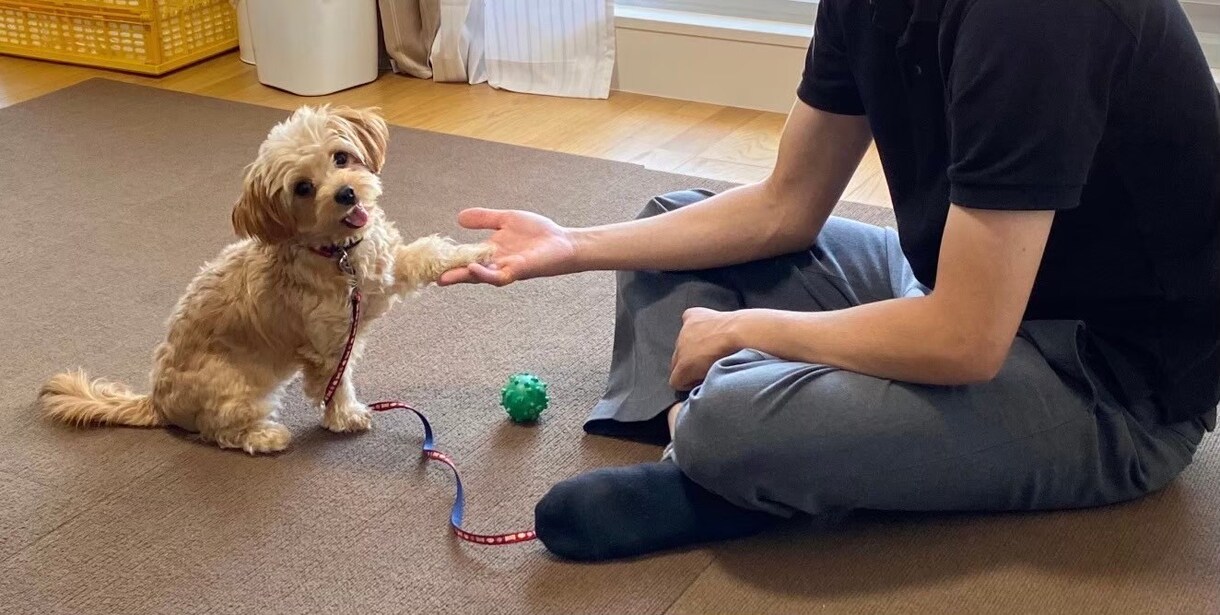 オンラインで犬のトレーニングを行います しつけ・トレーニングのアドバイス可能！　30分3000円 イメージ1