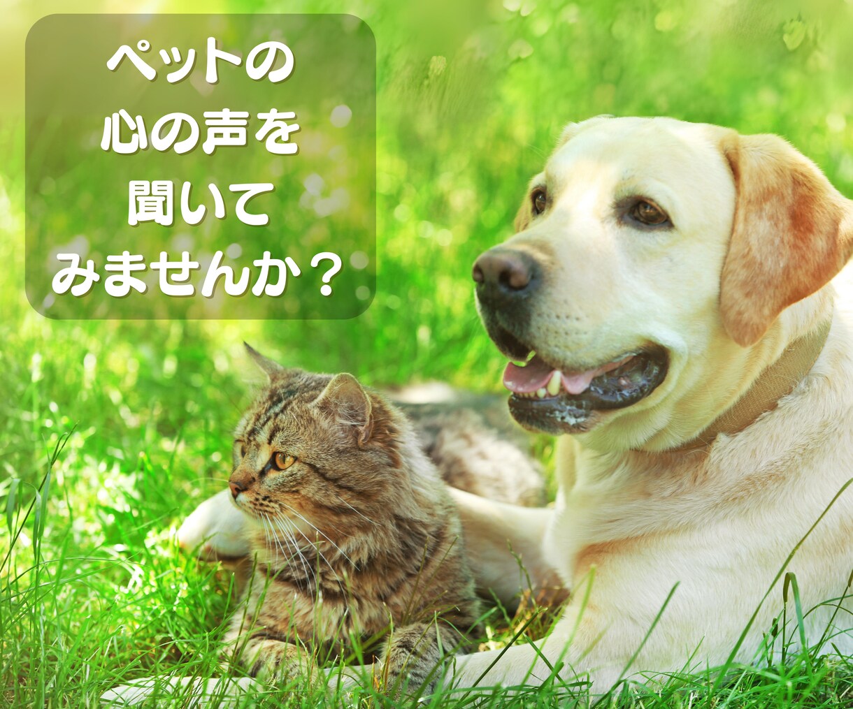 家族のように大切なペットの心の声を読み取ります アニマルコミュニケーションであなたとペットの気持ちを繋ぎます イメージ6