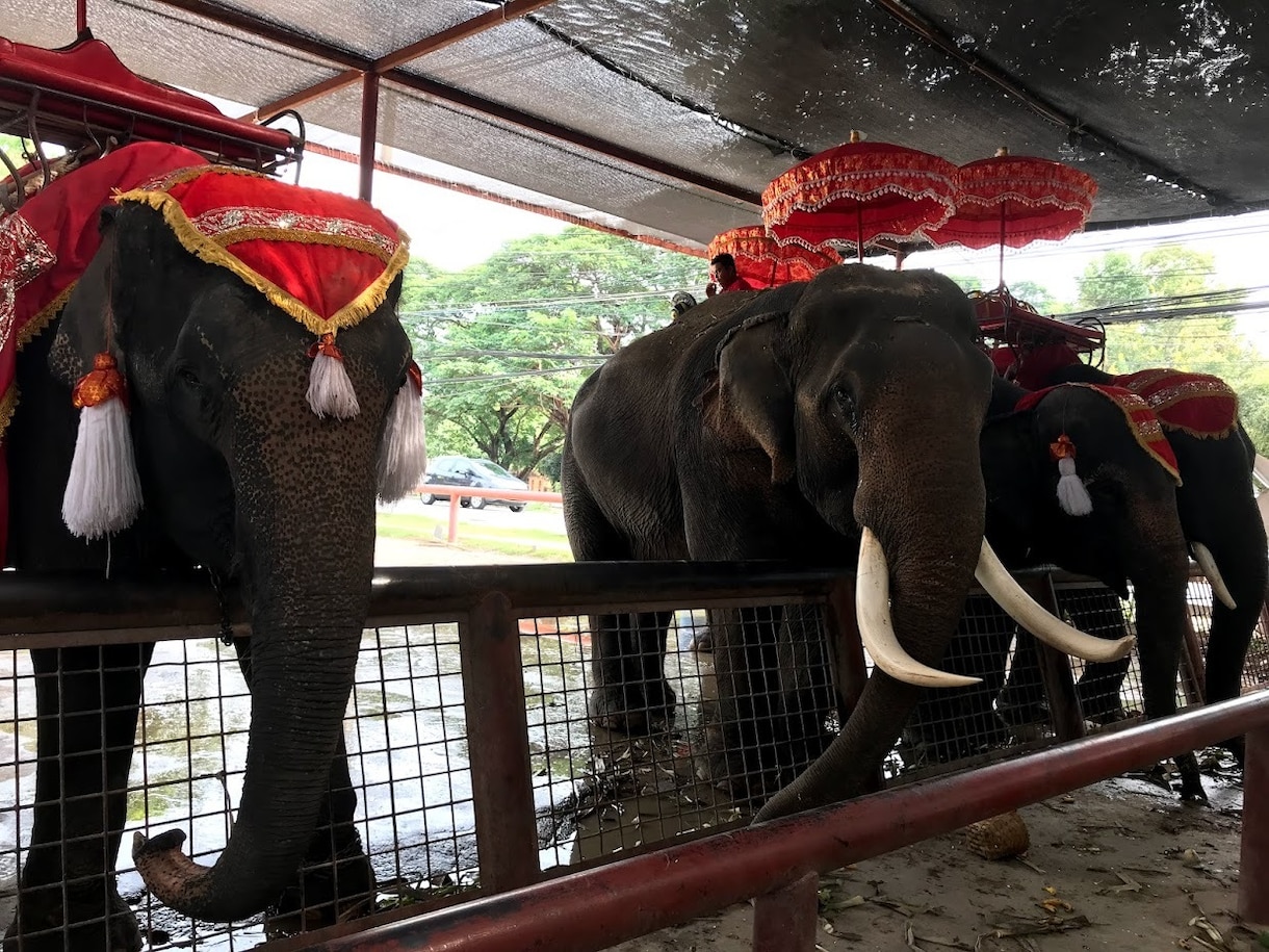 タイ留学したい方必見！経験者が何でも相談に乗ります 結論！タイで英語をしっかり勉強できます。 イメージ2