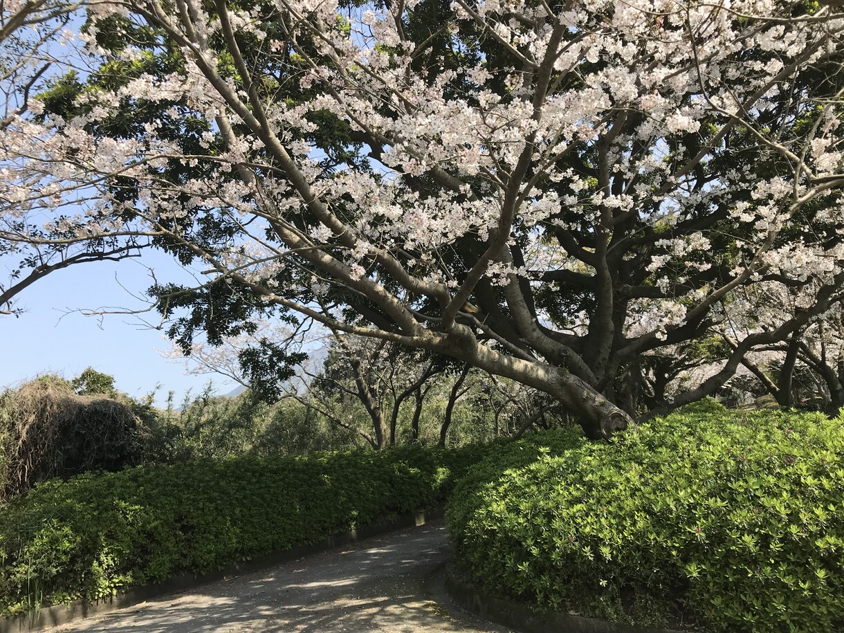 いじめ、心の病み、お話聞きます 周りに話せる人がいない、1から色々話したい方へ。 イメージ1