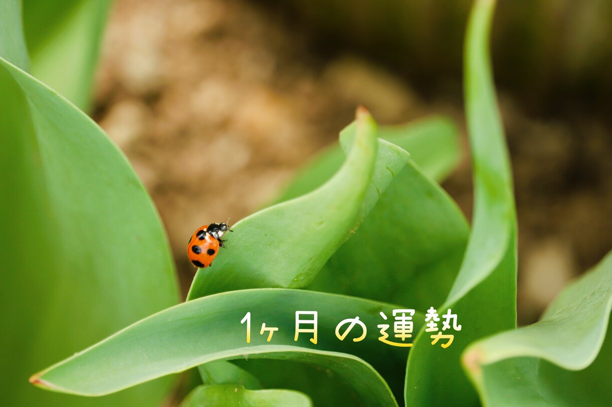 1ヶ月の運勢占います これから1ヶ月の運勢鑑定いたします！ イメージ1