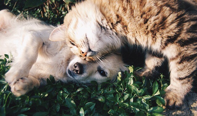 ペットのお世話の仕方などをお教えいたします 今まで8種類のペットを家族で飼ってきました イメージ1