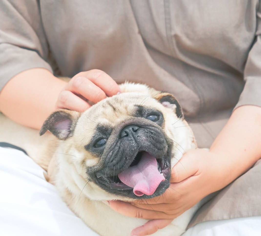 犬【SNS掲載OK】わんちゃんのお写真撮影します 何気ない毎日を、かけがえのないキヲクに。 イメージ4