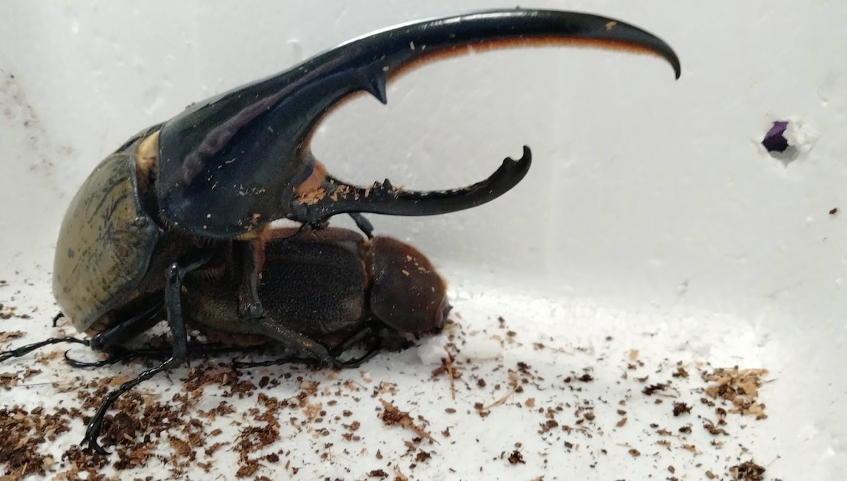 ヘラクレスオオカブトのブリードで稼げます ヘラクレスオオカブトを育てて楽しくブリードしながら販売。 イメージ3