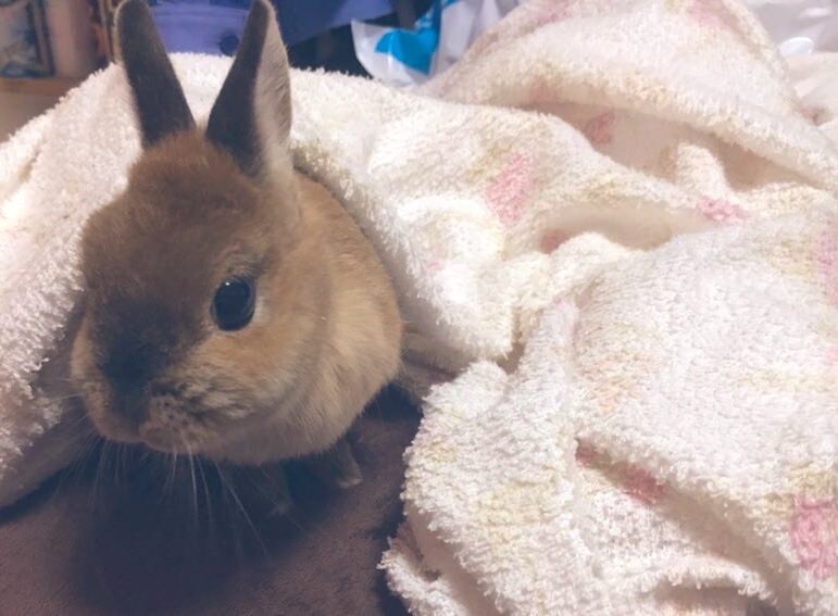 小動物関係の相談受けます 10年間動物看護師で働いてました♫ イメージ2