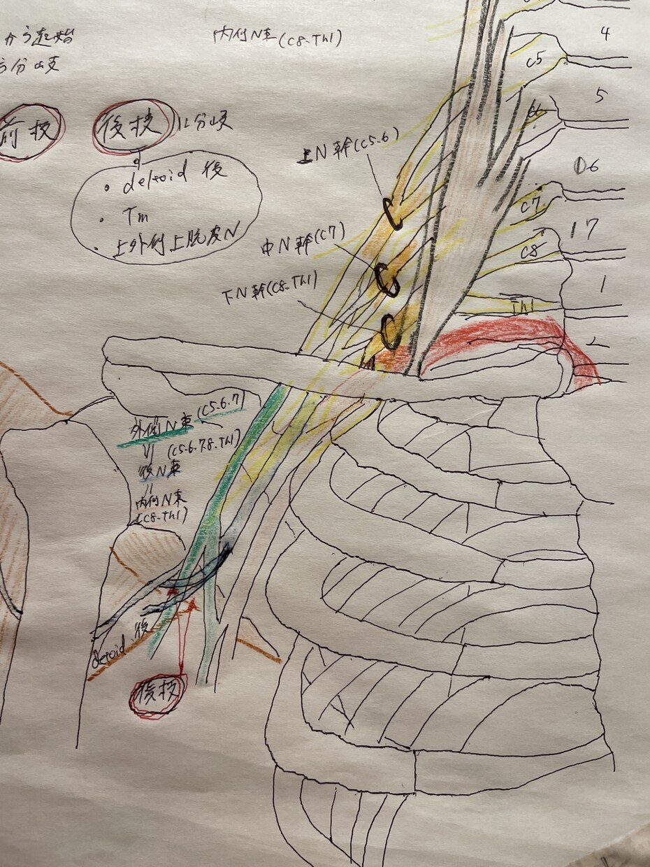 整形外科フリー素材提供します 骨,筋,靭帯描きます(脈管系も承ります) イメージ1