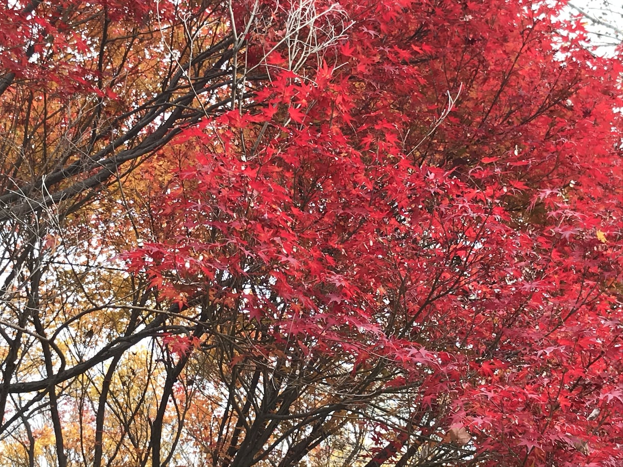 おみくじ⁂   吉凶を占います 複数の占術から今年の年運を占います。※24時間以内鑑定可 イメージ1
