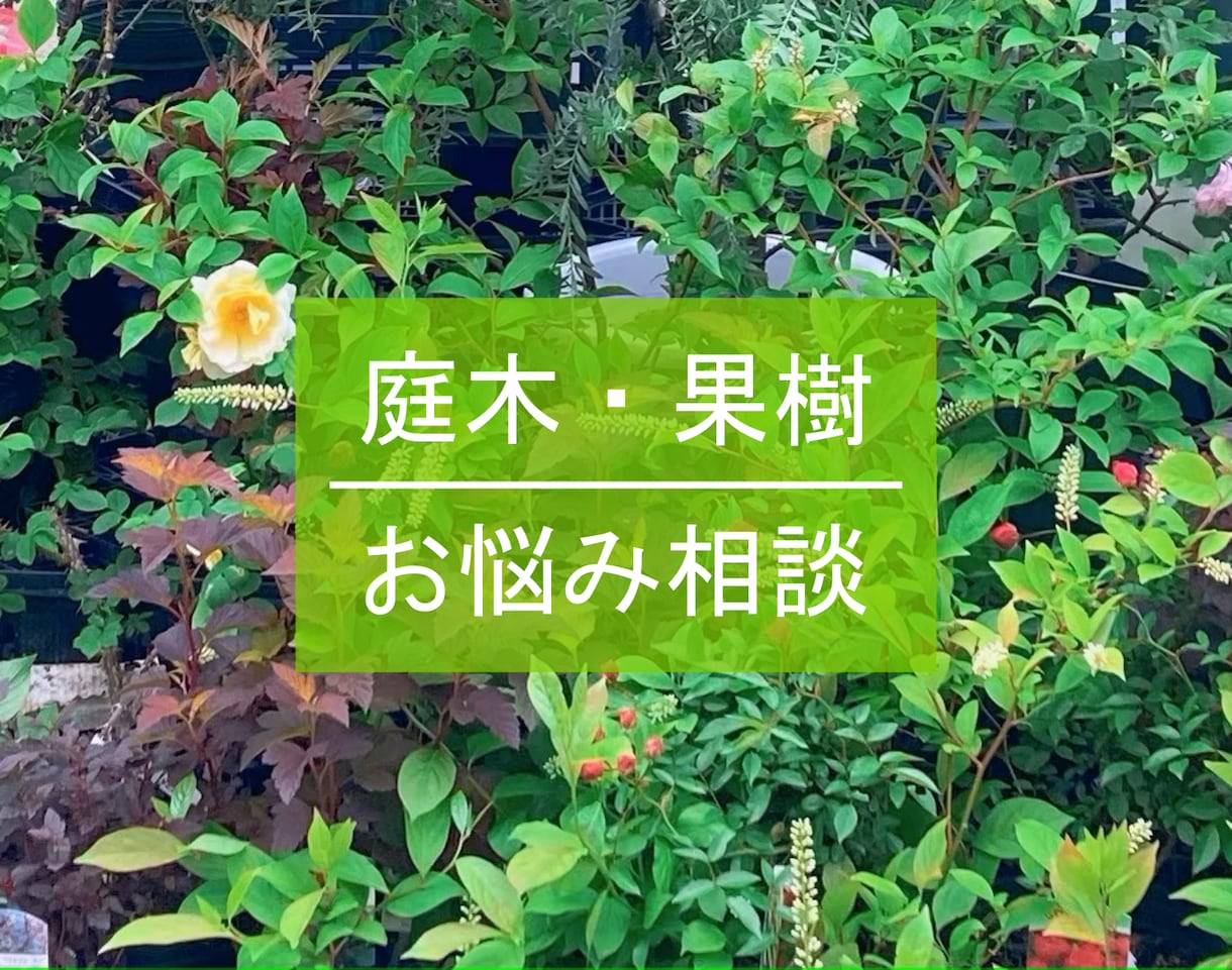 植栽、庭木、ガーデンデザインの相談なんでも承ります 庭木や果樹などについて、ネットで調べても分からない…を解決！ イメージ1