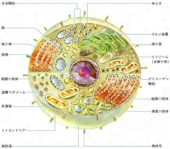 お試し版)現役医学部塾講師が受験生物教えます 暗記ではなくストーリーで身につける受験生物 イメージ1