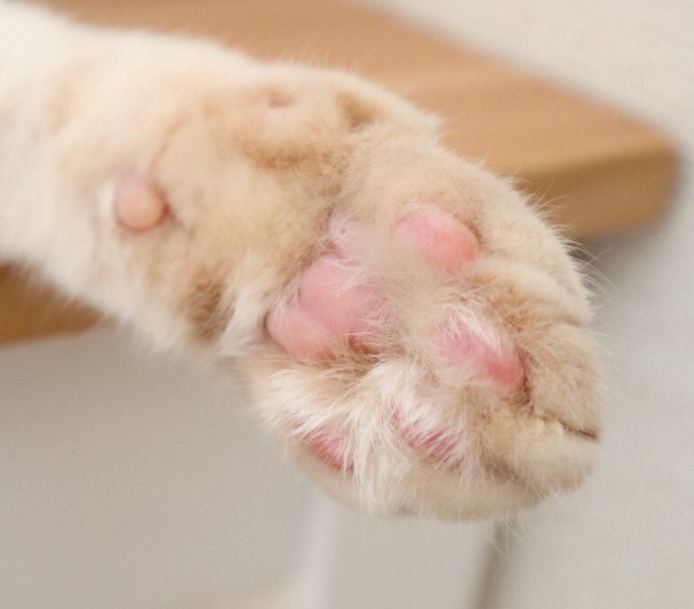 動物に関する記事作成します ☆犬・猫・小動物お任せください♪ イメージ1
