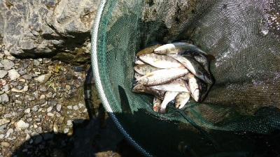 餌釣りの秘伝『渓流釣りの極意』を伝授します プロ級の渓流釣り師に指導を受けた、釣り歴１５年の熟練者が編集 イメージ5