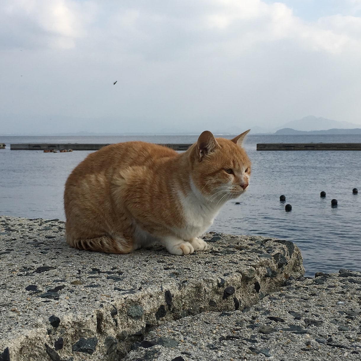 ペットシッターについてお教え（お伝え）します 現役ペットシッターがご相談にのりアドバイスさせて頂きます☆ イメージ6