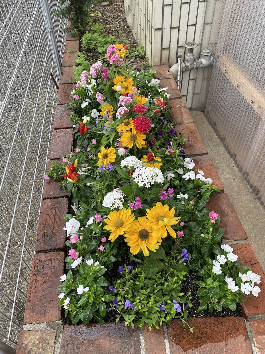 植物に関するお悩みの相談お受けします 園芸店勤務23年の経験を活かして丁寧にアドバイス致します イメージ3