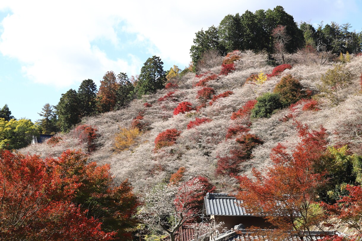 愛知県で写真撮影代行します フルサイズ一眼カメラで撮影した高画質な写真を提供します イメージ7