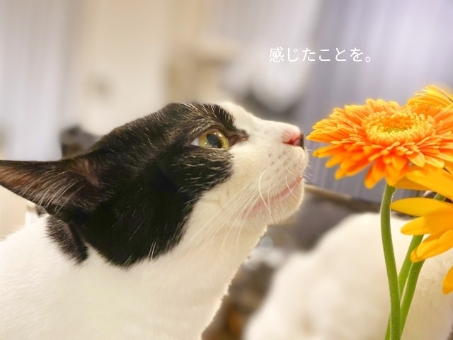 話してほっとしよ！あなたの声にならない声を聴きます 落ち着いて、一息。あなたのペースでゆっくりとお話聴きます。 イメージ5