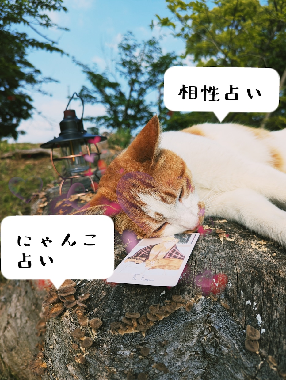 気になる人との相性をにゃんこが占います 気になる人や物とのご縁を占うにゃ✵恋・仕事・友情 イメージ1