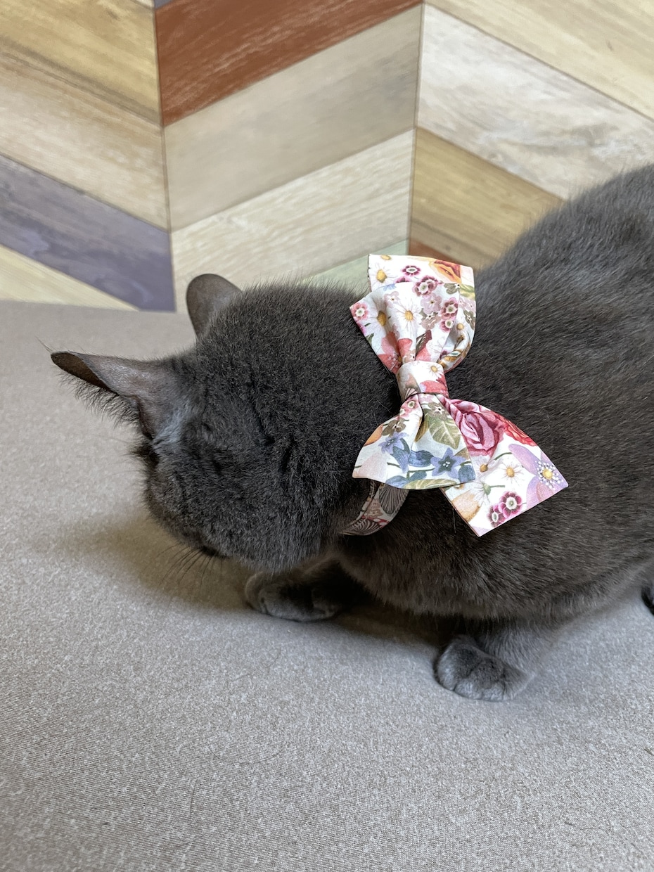 ペットの洋服やグッズの型紙(パターン)作ります あなたのペットに合ったパターンを作成します。 イメージ5