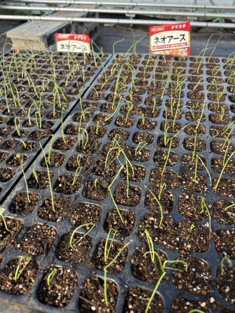 小さな菜園・畑の野菜栽培のお悩み相談をお受けします 1500坪のひだまりファームの経験から野菜作りをサポート イメージ9